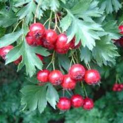 Crataegus meyeri POJARK. 